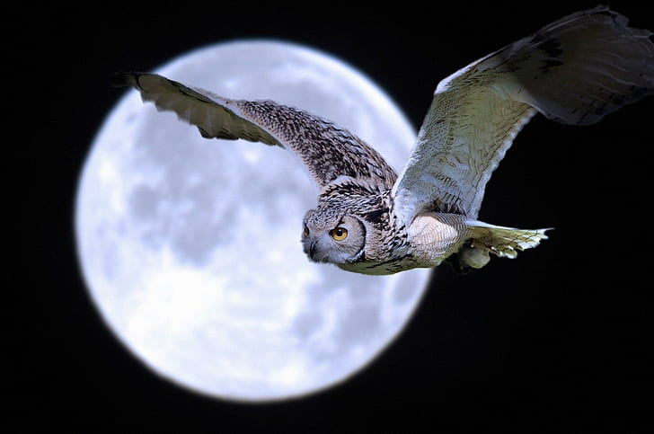 *** Owl Of The Full Moon ***, brown and white owl illustration, ptaki, zwierzeta, ksiezyc, sowa, animals, HD wallpaper