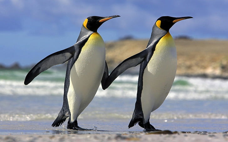 pingüinos, pareja, mar, Fondo de pantalla HD