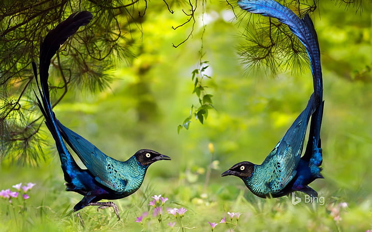 Long tailed glossy starlings-2016 Bing Desktop Wal.., HD wallpaper