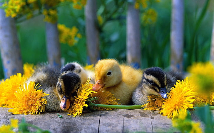 Pequeño pato lindo con la margarita amarilla, lindo, pequeño, pato, amarillo, margarita, Fondo de pantalla HD