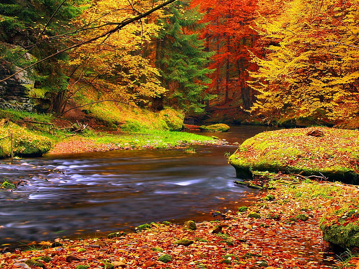 Autumn, forest, trees, leaves, river, Autumn, Forest, Trees, Leaves, River, HD wallpaper