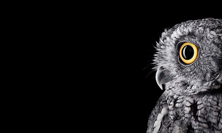 owl, birds, HD wallpaper