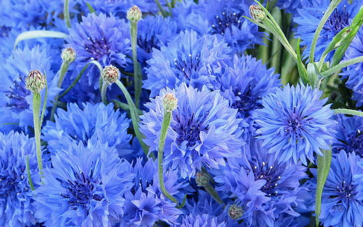 flores azuis, flores, azul, flores, bluet, centáurea, HD papel de parede