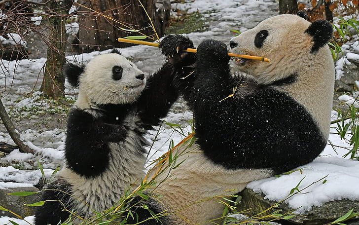 bamboo, bears, food, Panda, snow, HD wallpaper