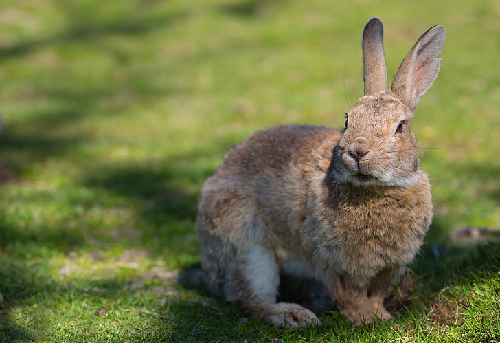 brown rabbit, rabbit, grass, ears, shadow, HD wallpaper