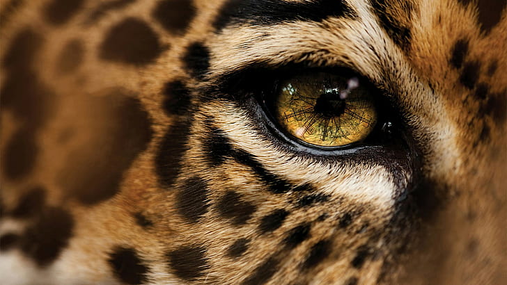Eye Leopard Macro Power Line HD, animals, macro, leopard, eye, power, line, HD wallpaper