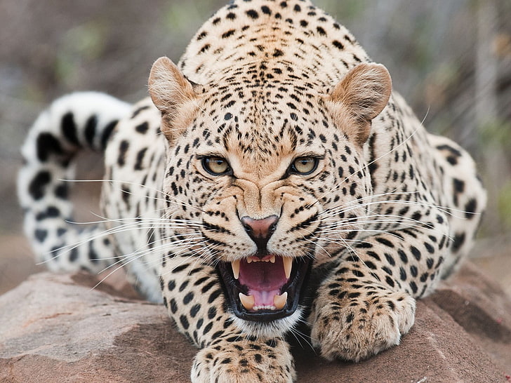 brown and black leopard, jaguars, animals, HD wallpaper