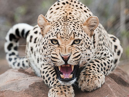 коричневый и черный леопард, ягуары, животные, HD обои HD wallpaper