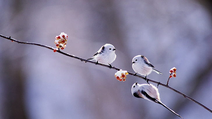 hiver, oiseaux, baies, branche, Japon, Hokkaido, mésange à longue queue, Fond d'écran HD
