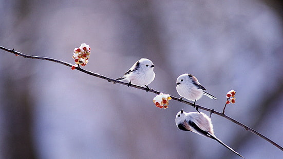 winter, birds, berries, branch, Japan, Hokkaido, long-tailed tit, HD wallpaper HD wallpaper
