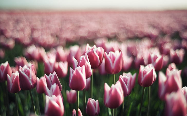 Purple flowers, tulip field, bokeh, pink flowers, Purple, Flowers, Tulip, Field, Bokeh, HD wallpaper