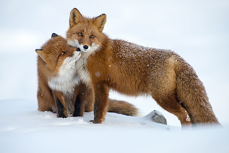 mammals, winter, snow, animals, fox, HD wallpaper HD wallpaper