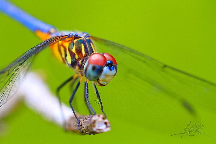 yellow and blue damselfly, Insects, Dragonfly, HD wallpaper