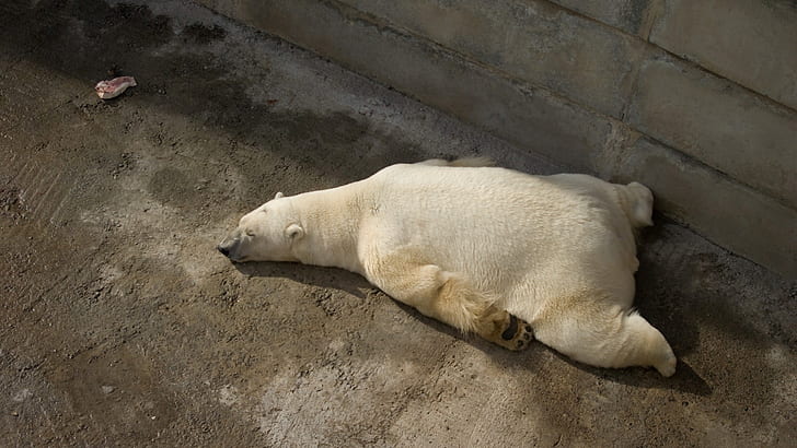 animals sleeping zoo polar bears sunbathing Animals Bears HD Art , sleeping, animals, HD wallpaper
