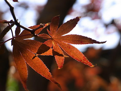 червени канабисови листа, JPG, червени, канабис, природа, листа, есен, дърво, сезон, клон, гора, на открито, в близък план, растение, HD тапет HD wallpaper