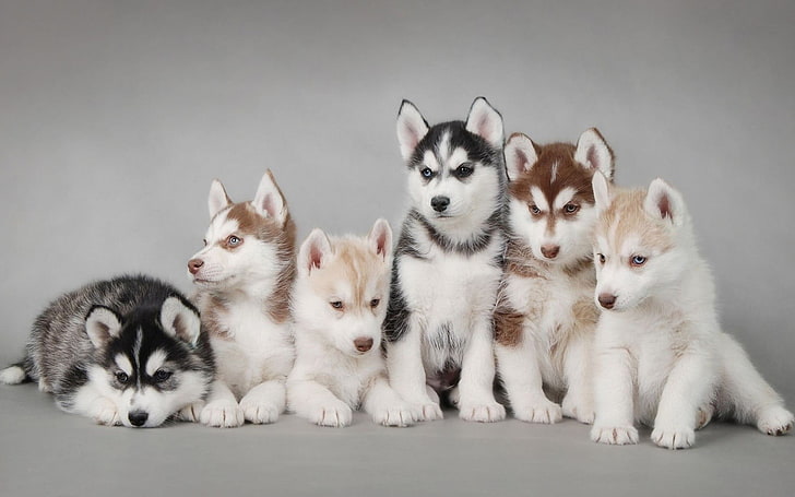 шест кученца сибирско хъски, кученца, HD тапет