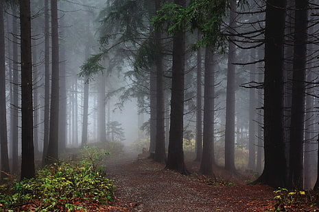 зелени листни дървета, дървета с мъгли, природа, дървета, гора, мъгла, дърво, листа, растения, пътека, падане, черен път, HD тапет HD wallpaper