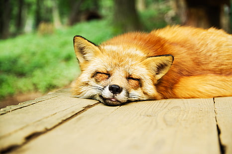 animal, sleep, cute, fox, sleeping, relaxed, resting, HD wallpaper HD wallpaper