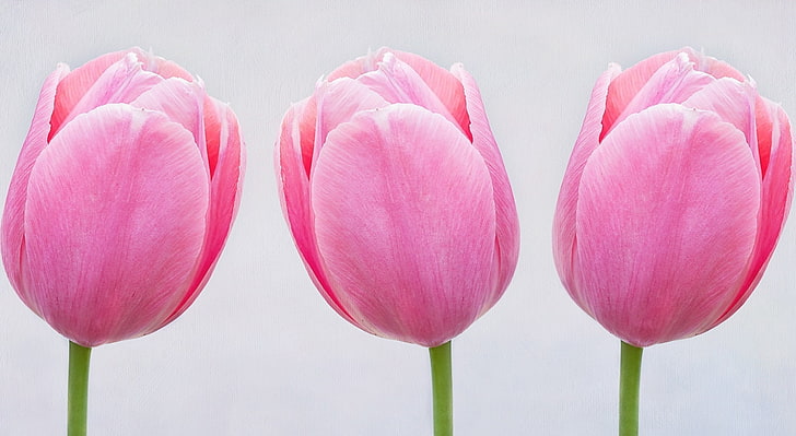 Pink Tulips, three pink flowers, Nature, Flowers, Tulips, Flower, Spring, Pink, Close, Outdoors, Growth, Pastel, fragility, gardening, HD wallpaper