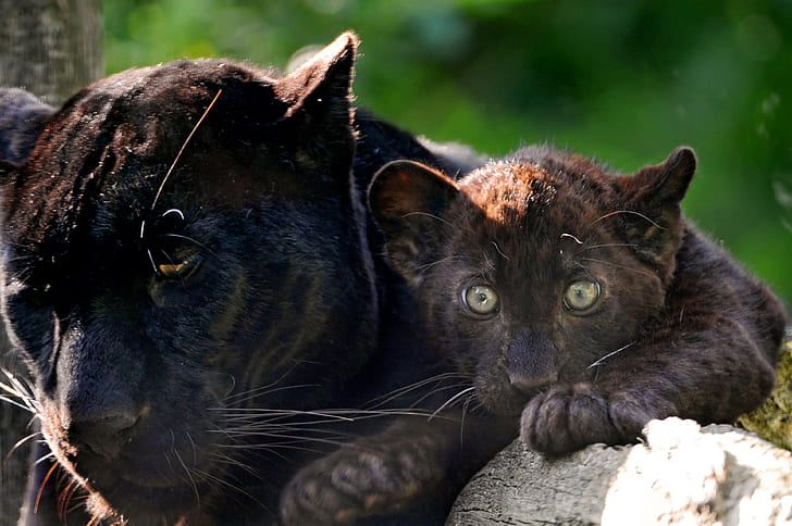 Baby, schwarzer Panther, HD-Hintergrundbild