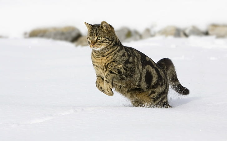 Cat Jump Snow HD สัตว์แมวหิมะกระโดด, วอลล์เปเปอร์ HD