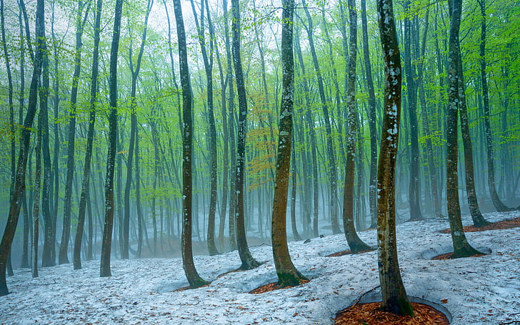 лес, снег, деревья, туман, весна, япония, бук, токамати, HD обои
