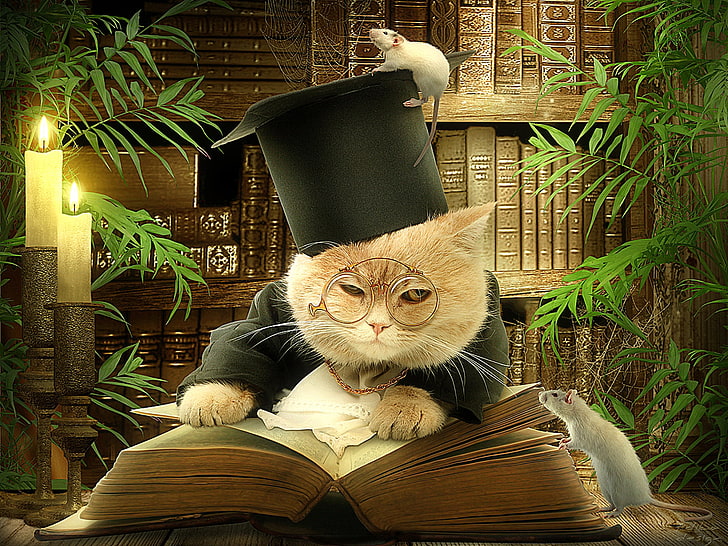 Book, cats, creative, Glasses, hat, humor, HD wallpaper