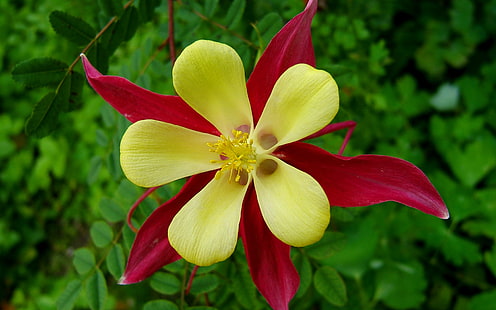Mckana Giants Columbine Flower ผสมวอลล์เปเปอร์สีเหลืองและสีแดงเข้มสำหรับโทรศัพท์มือถือแท็บเล็ตและพีซี 3840 × 2400, วอลล์เปเปอร์ HD HD wallpaper
