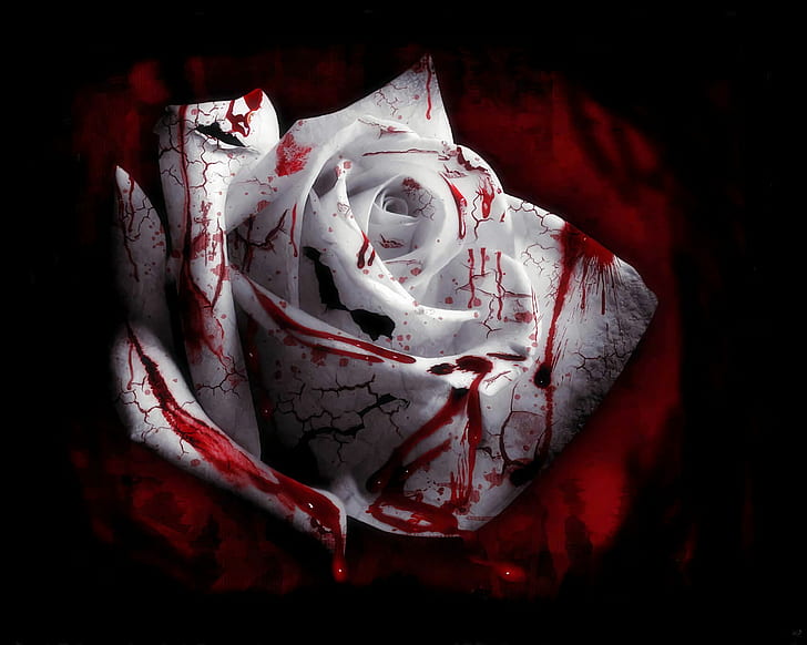 sangue, schizzi di sangue, piante, rose, fiori bianchi, Sfondo HD