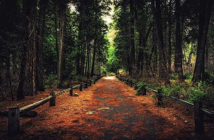 forest, pathway, nature, HD wallpaper
