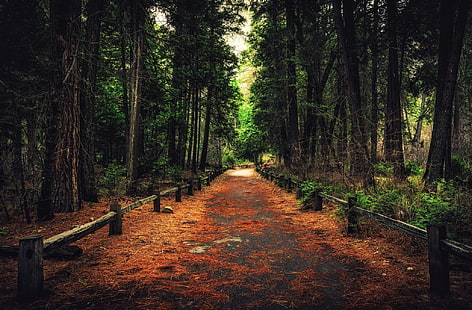 las, ścieżka, przyroda, Tapety HD HD wallpaper
