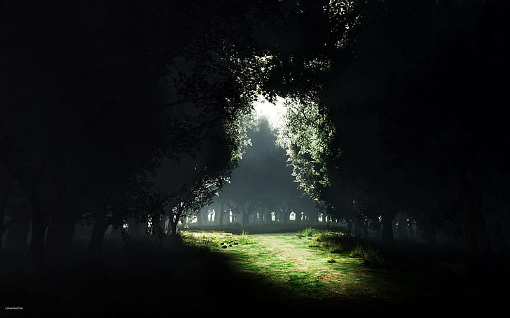 Bäume Waldlichtung, HD-Hintergrundbild