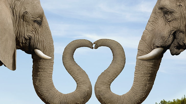 två grå elefanter, hjärta, elefant, bagageutrymme, elefanten, HD tapet