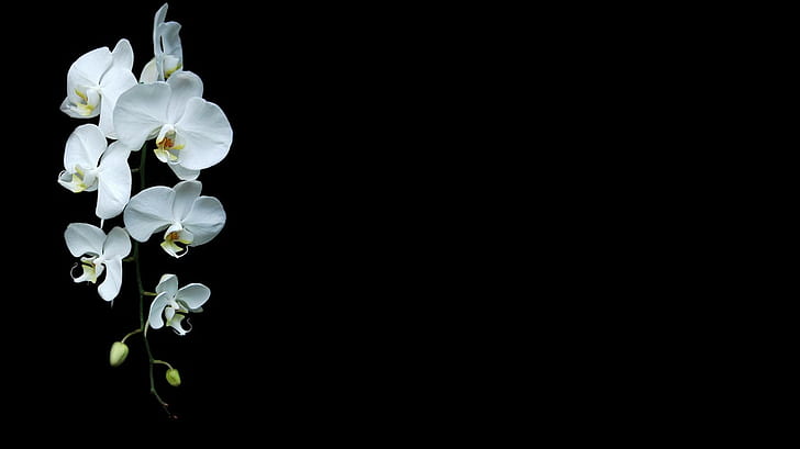 minimalizm storczyki kwiaty czarne tło białe kwiaty, Tapety HD