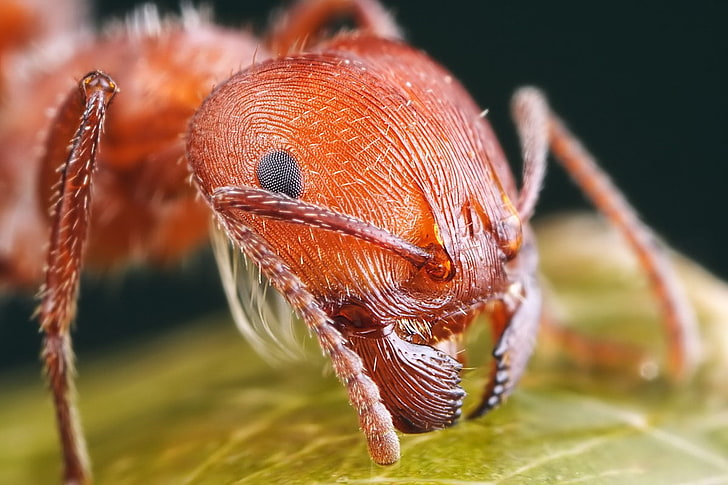 Insekt, Ameisen, Tiere, HD-Hintergrundbild