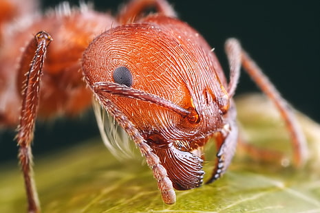 Insekt, Ameisen, Tiere, HD-Hintergrundbild HD wallpaper