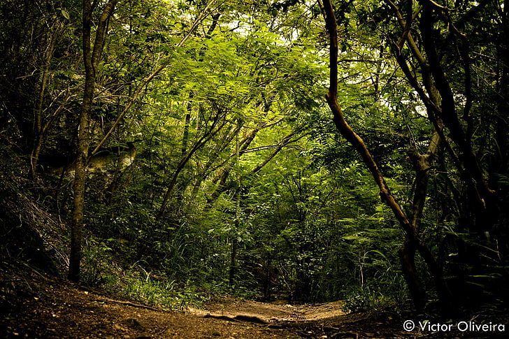 الطبيعة والمناظر الطبيعية والبرازيل وريو دي جانيرو، خلفية HD