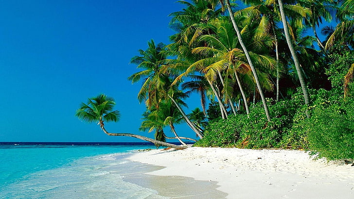 зеленая кокосовая пальма, пляж, природа, тропика, пальмы, море, HD обои