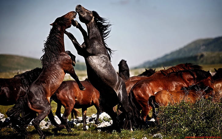Fight The Two Wild Horse Herd Wild Desktop Wallpapers Hd, HD wallpaper