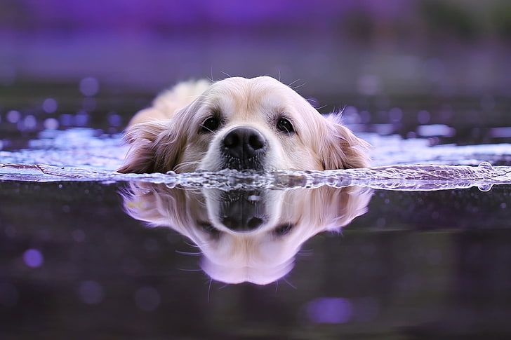 water, animal, dog, head, swimmer, bokeh, Retriever, HD wallpaper