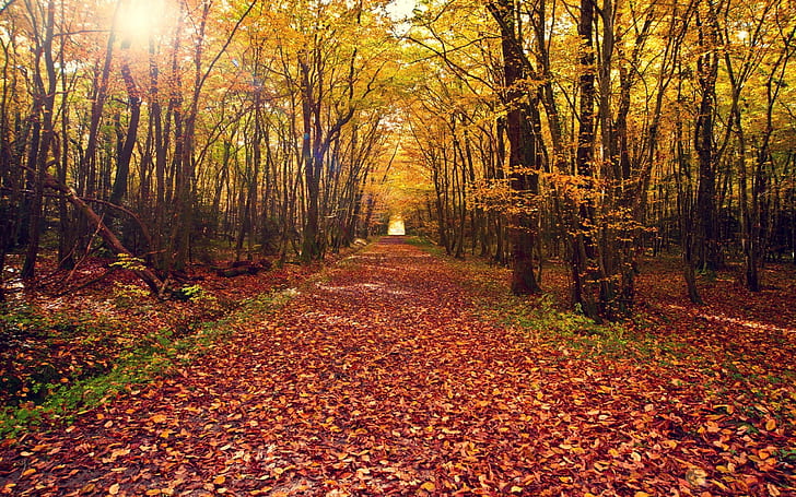 Autumn forest, trees, yellow leaves ground, path, Autumn, Forest, Trees, Yellow, Leaves, Ground, Path, HD wallpaper
