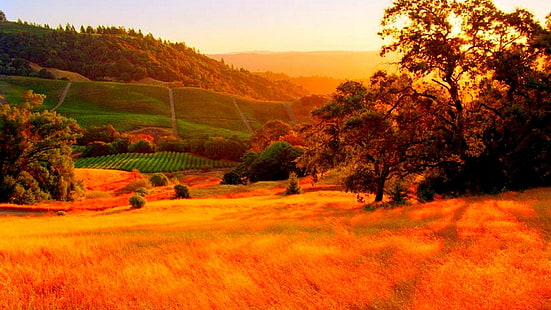 منطقة ريفية ، وادي ، بلد النبيذ ، الولايات المتحدة ، سونوما ، كاليفورنيا ، عشب ، فجر ، منظر طبيعي ، ضوء الشمس ، طبيعة ، صباح ، مرج ، تل ، برية ، سماء ، حقل ، نباتات ، أرض عشبية، خلفية HD HD wallpaper