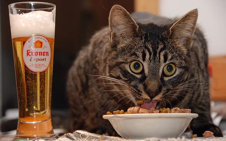 Cat Eating, brown tabby cat, food, beer, animals, HD wallpaper