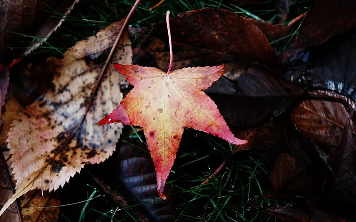 In das Herbstahornblatt fallen, fallend, Herbst, Ahorn, Blatt, HD-Hintergrundbild