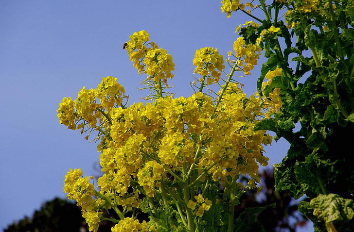 yellow clustered flowers, flower, yellow, sky, verdure, HD wallpaper