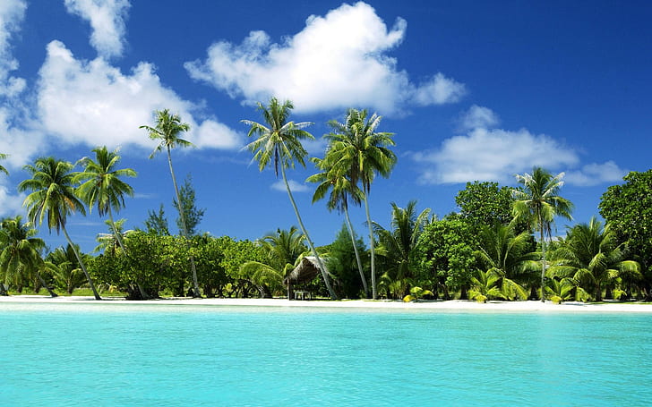 playa, mar, palmeras, paisaje, naturaleza, Fondo de pantalla HD