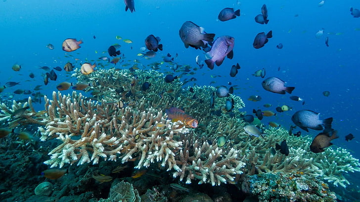 coral reef, blue water, reef, marine, coral reef fish, coral, stony coral, underwater, tulamben, bali, fish, sea, ocean, HD wallpaper