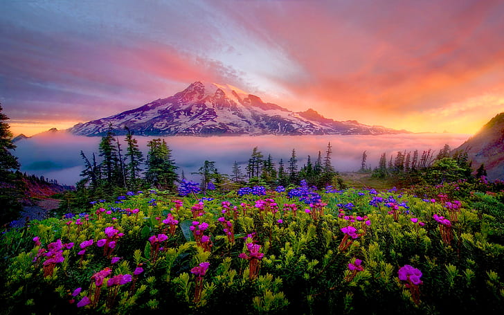 شروق الشمس والربيع والمناظر الطبيعية لجبل الثلج ومروج الزهور جبل Rainier الحديقة الوطنية واشنطن U S سطح المكتب عالية الدقة خلفيات 2560 × 1600، خلفية HD