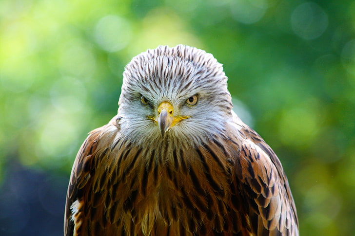 brown and white eagle, hawk, bird, predator, HD wallpaper
