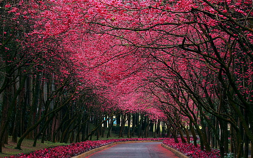 Hermoso Camino, flores, hermoso camino, arboles, 3d y abstract, Fondo de pantalla HD HD wallpaper